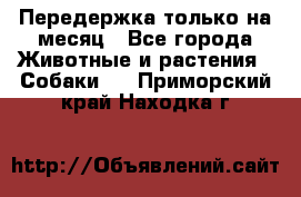 Передержка только на месяц - Все города Животные и растения » Собаки   . Приморский край,Находка г.